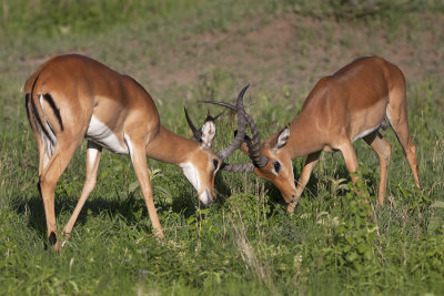 Fighting Impalas