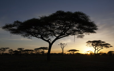 Ndutu Plains