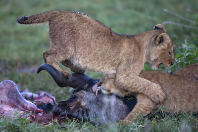 Young lions with prey