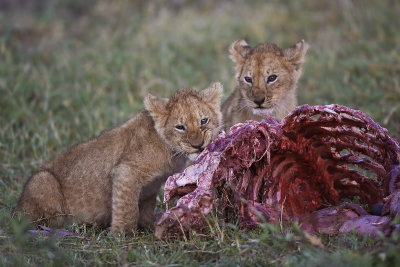 Young lions with prey