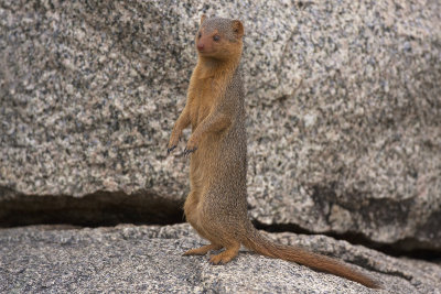 Dwarf Mongoose