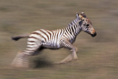 Young Zebra