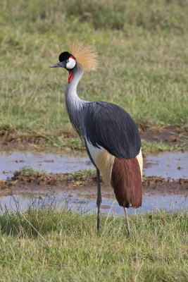 Grey Crowned Crane