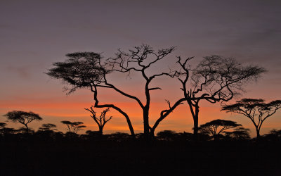 Ndutu Plains