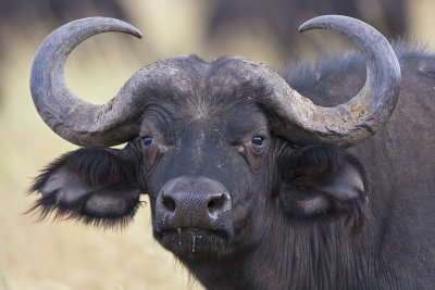 African Buffalo