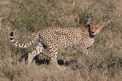 Cheetah