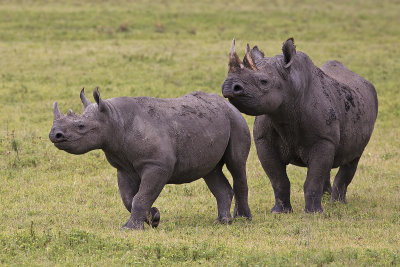 Black Rhinos