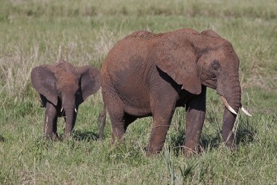 Elephants