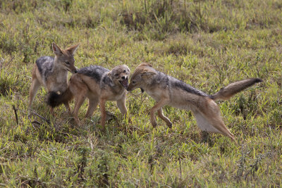 Black-backed Jackals