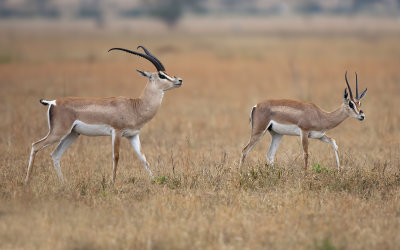 Grant's Gazelles