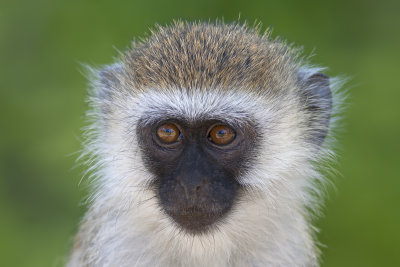 Vervet Monkey