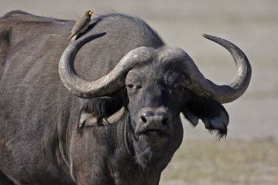 African Buffalo with Red-billed Oxpecker