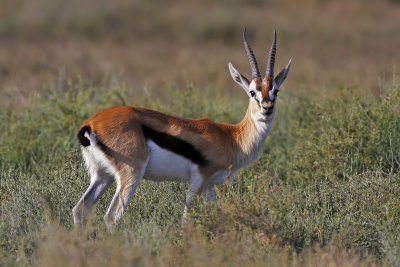 Thomson's Gazelle