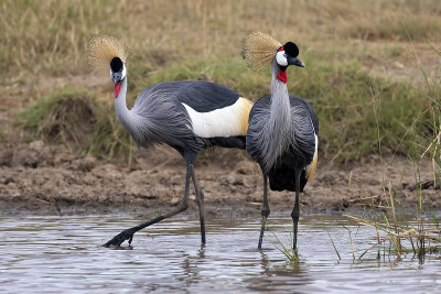 Grey Crowned Cranes