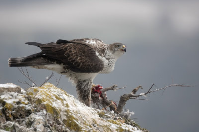 Bonelli's Eagle