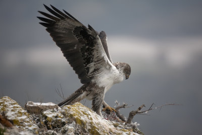 Bonelli's Eagle