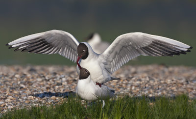 Black-headed Gulls