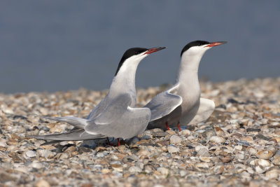 Common Terns