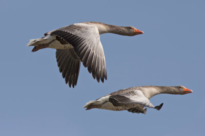 Greylag Geese