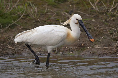 Spoonbill