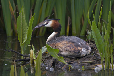 Great Crested Grebe