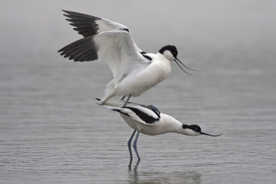 Avocets