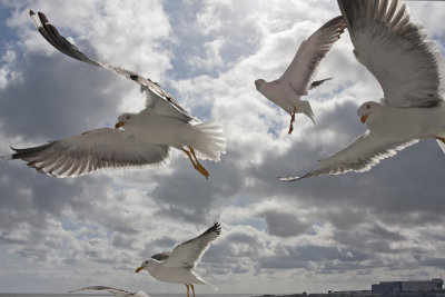 Feeding Frenzy