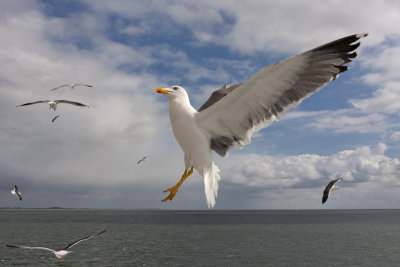 Feeding Frenzy