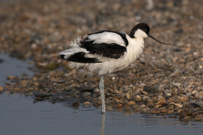 Avocet