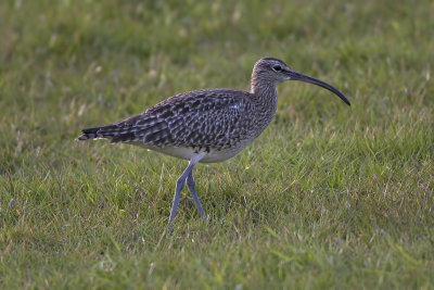 Whimbrel