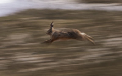 Running Hare