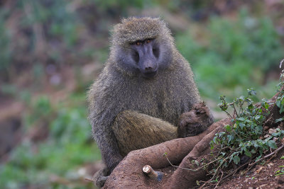 Olive Baboon