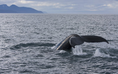 Humpback Whale - Husavik Bay
