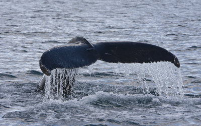 Humpback Whale - Husavik Bay