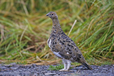 Rock Ptarmigan