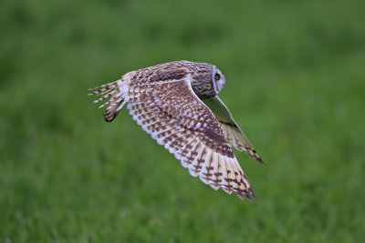 Short Eared Owl