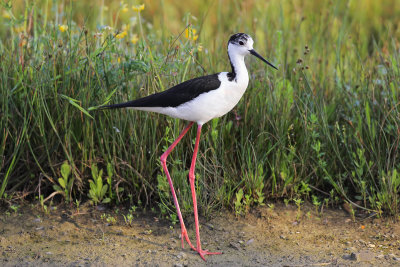 Black-winged Stilt