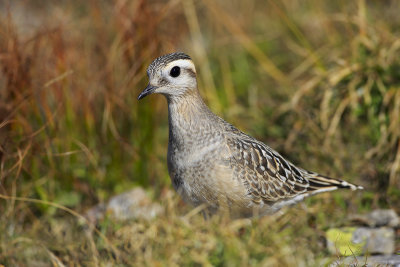 Dotterel