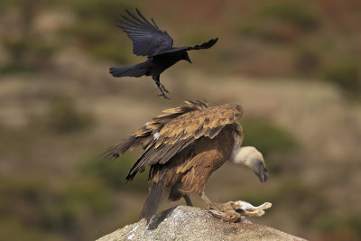 Griffon Vulture and Raven