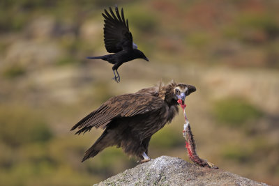Black Vulture and Raven