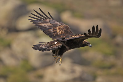 Golden Eagle