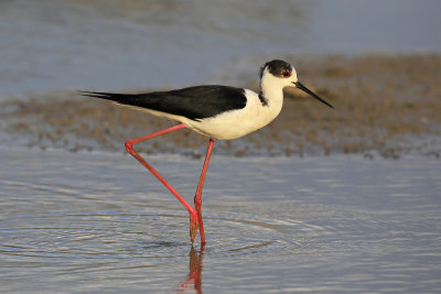 Black-winged Stilt