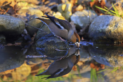 Hawfinch