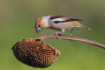 Hawfinch