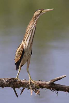 Little Bittern