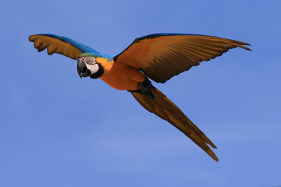 Scarlet Macaw 