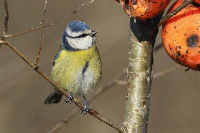 Eurasian blue Tit