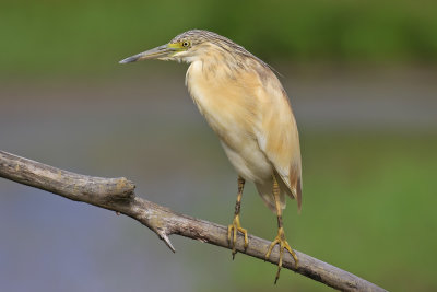 Squacco Heron