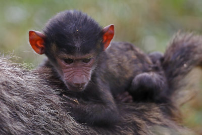 Olive Baboon