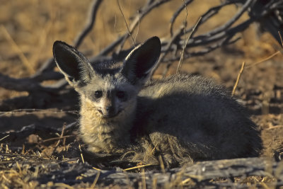 Bat-eared Fox